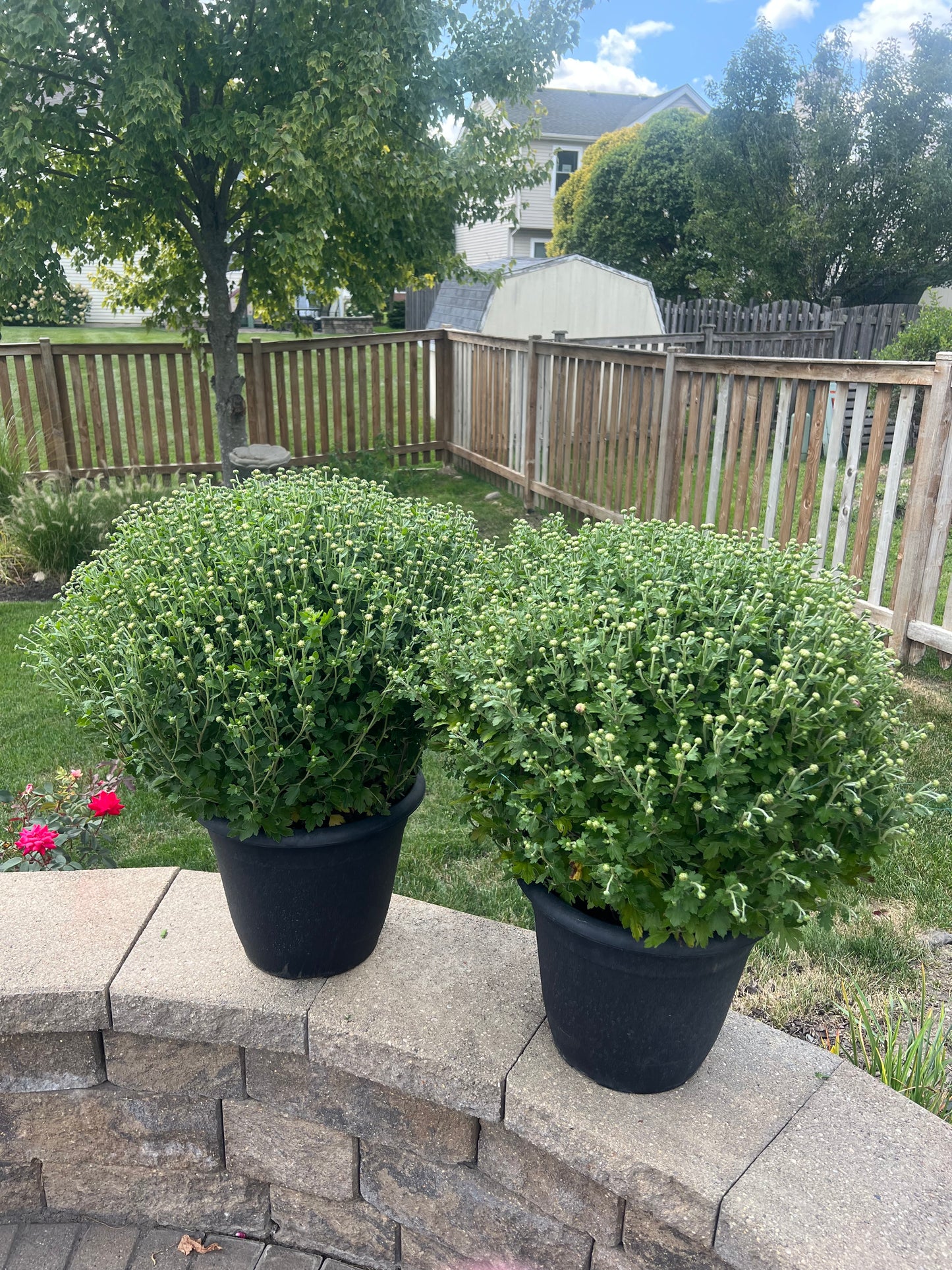 Qty. 1, Lilac Mums- 8”