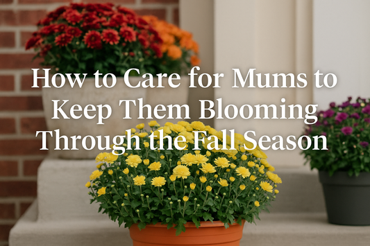 How to Care for Mums to Keep Them Blooming Through the Fall Season