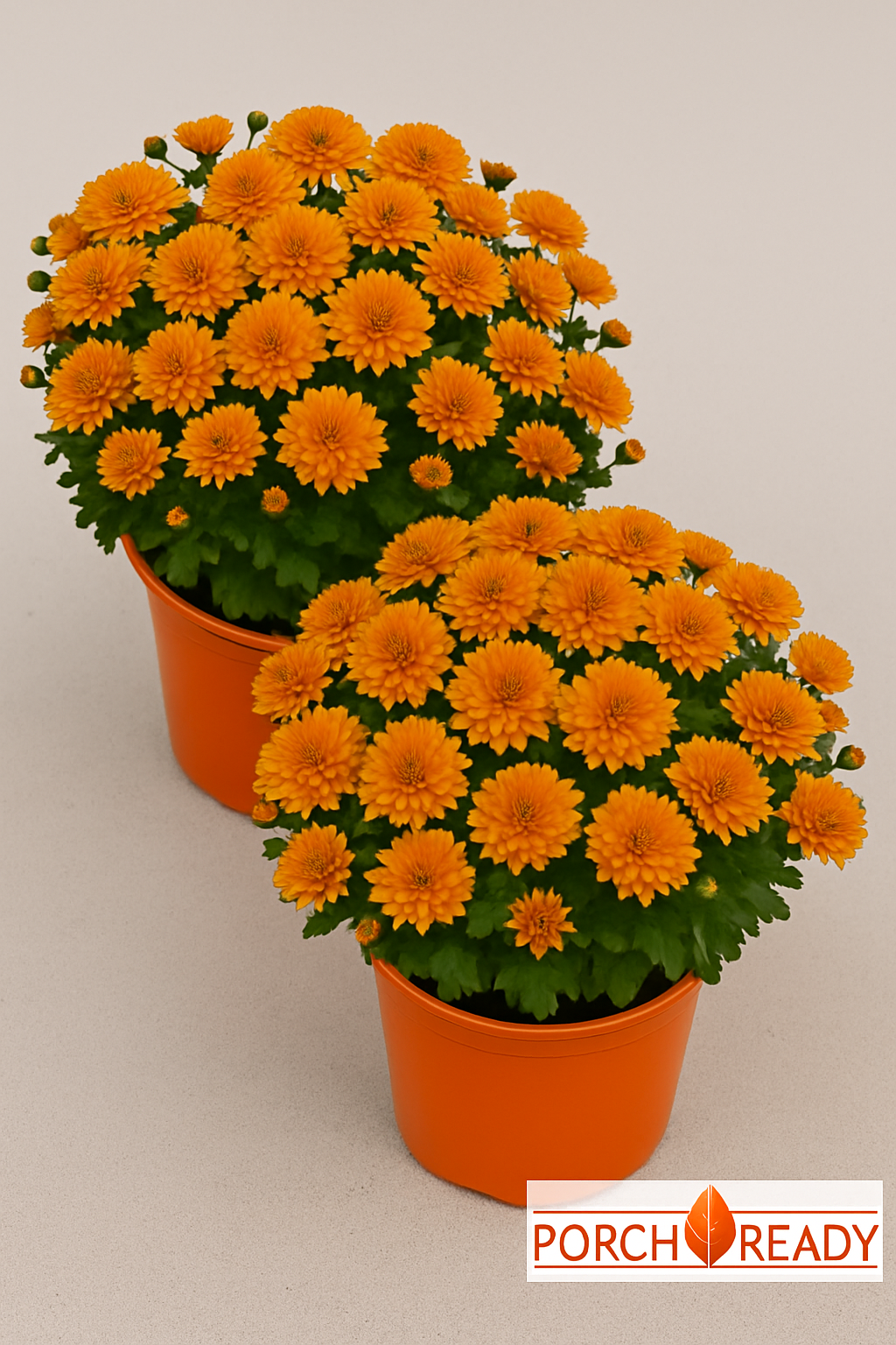 Qty. 1, Orange Mums- 8”
