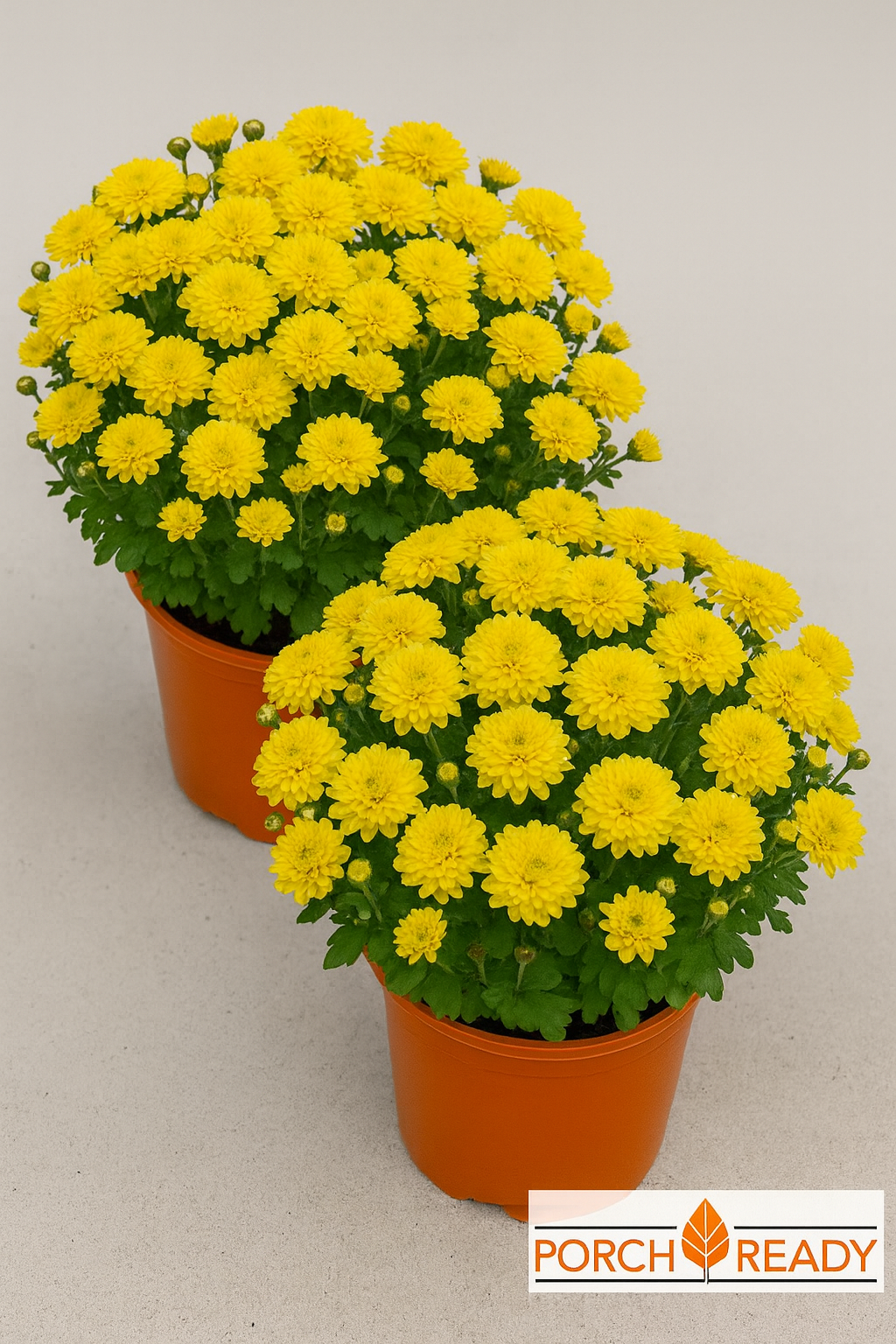 Qty. 1, Yellow Mums- 8”