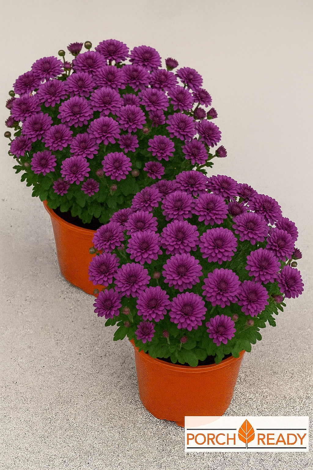 Qty. 1, Lavender 14” Mum